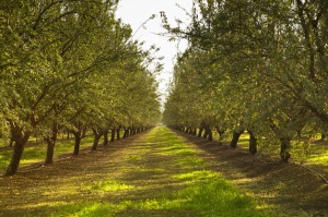 maintain system flow by removing biofilm and plant pathogens