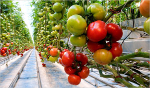 Greenhouse drip irrigation system used for tomatoes