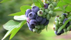 treated water used for growing blueberries