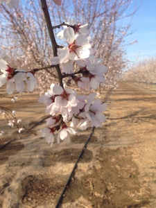 optimal plant health and irrigation efficiency